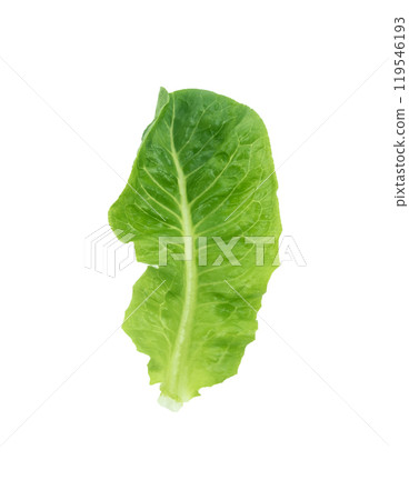 Cos Lettuce on white background 119546193