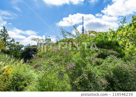 都立花園向島百花園、三葉草的初秋景色、國家指定名勝 119546239