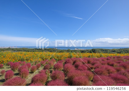 國營三春之丘海濱公園的地膚 119546256