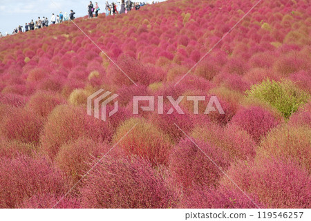 Kochia at Miharashi Hill in Hitachinaka City Seaside Park Kochia at Miharashi Hill in Hitachinaka City Seaside Park 119546257