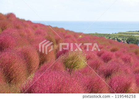 國營三春之丘海濱公園的地膚 國營三春之丘海濱公園的地膚 119546258