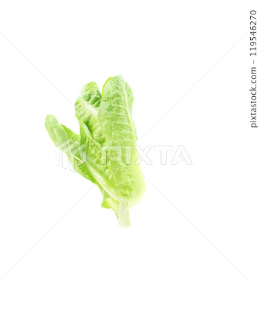Cos Lettuce on white background Cos Lettuce on white background 119546270