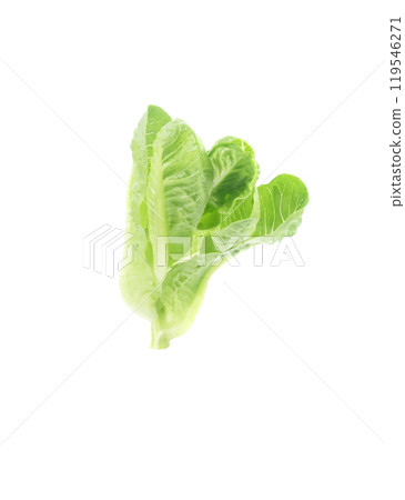 Cos Lettuce on white background 119546271