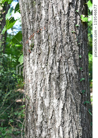 灌木叢中的櫟樹 119546677