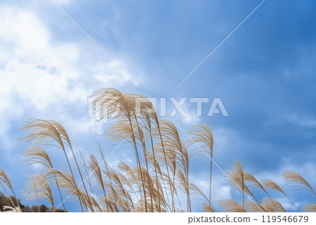 奈良郡宇田郡索尼村索尼高原秋季生長的蒲葦 119546679