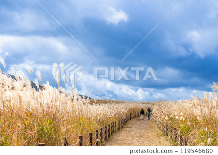 奈良縣宇田郡索尼村秋季索尼高原上生長的蒲葦和步行道 奈良縣宇田郡索尼村秋季索尼高原上生長的蒲葦和步行道 119546680