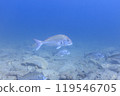 Sea creatures that live in Mutsu Bay: red sea bream, black porgy, sea urchin, sea urchin 119546705