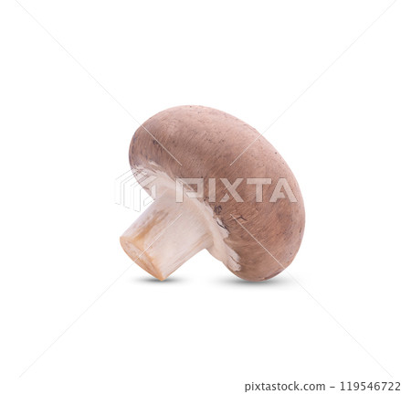 Fresh shiitake mushrooms on white background Fresh shiitake mushrooms on white background 119546722