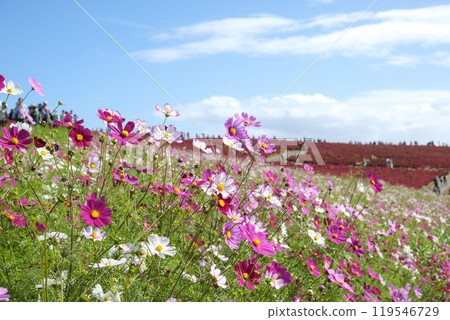 Cosmos and Kochia at Miharashi Hill in Hitachinaka Seaside Park 119546729