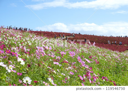 Cosmos and Kochia at Miharashi Hill in Hitachinaka Seaside Park Cosmos and Kochia at Miharashi Hill in Hitachinaka Seaside Park 119546730