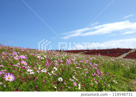 Cosmos and Kochia at Miharashi Hill in Hitachinaka Seaside Park Cosmos and Kochia at Miharashi Hill in Hitachinaka Seaside Park 119546731