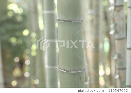 Bamboo landscape 119547032