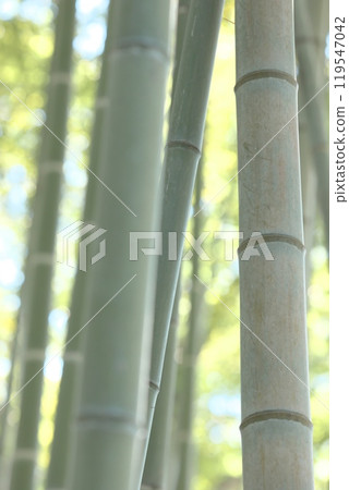 Bamboo landscape 119547042