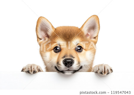 Shiba Inu puppy on transparent background. AI-generated item Shiba Inu puppy on transparent background. AI-generated item 119547043