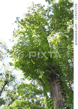 Quercus serrata in a forest 119547256