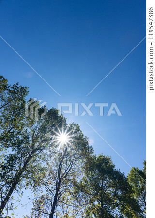 Sunlight through the fall 119547386