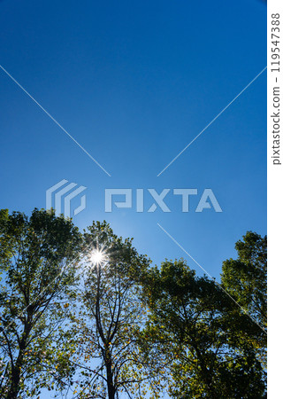 Sunlight through the fall 119547388