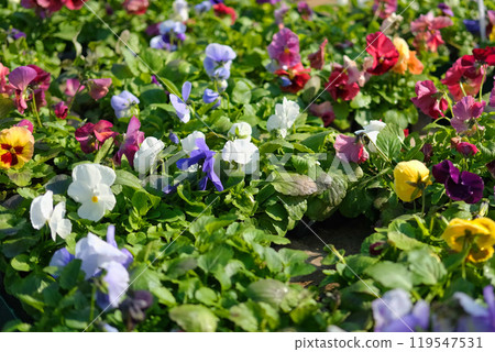 Wild pansies, Viola Tricolor, also known as Johnny Jump Up. Many Purple and Yellow Flowers Violets in Pots are on Shelves in Floral Plant Nursery. Pansies for Backyard. Landscaping, Green Home Garden Wild pansies, Viola Tricolor, also known as Johnny Jump Up. Many Purple and Yellow Flowers Violets in Pots are on Shelves in Floral Plant Nursery. Pansies for Backyard. Landscaping, Green Home Garden 119547531
