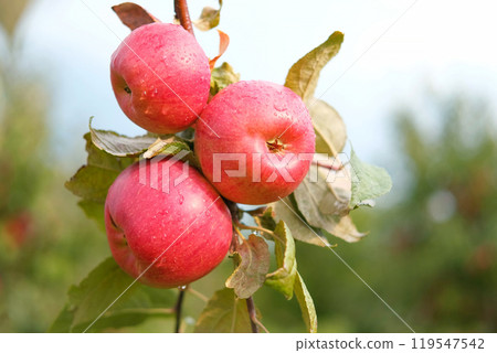 Ripe Apples in the Apple Orchard before Harvesting. Big Red delicious Apples Hanging from a Tree Branch in the Fruit Garden at Fall Harvest. Basket of Apples. Autumn Cloudy Day, Soft Shadow. 4K 119547542