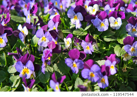 Wild pansies, Viola Tricolor, also known as Johnny Jump Up. Many Purple and Yellow Flowers. Pansies on a Backyard. Landscaping in Green Home Garden. Landscape Design with Flower beds in Summer. Wild pansies, Viola Tricolor, also known as Johnny Jump Up. Many Purple and Yellow Flowers. Pansies on a Backyard. Landscaping in Green Home Garden. Landscape Design with Flower beds in Summer. 119547544