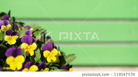 Wild pansies, Viola Tricolor, also known as Johnny Jump Up. Many Purple and Yellow Flowers. Pansies. Landscaping, Green Home Garden. Landscape Design with Wooden Wall Copy Space for Text 119547570