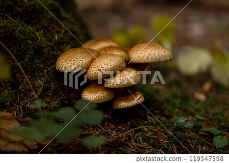 Group of Shaggy Scalycap mushrooms. Scaly Pholiota squarrosa Fungus. View of gills and stems. Fall forest floor near tree. Decomposer organism. Parasitism. Ecosystem, ecological system example. Group of Shaggy Scalycap mushrooms. Scaly Pholiota squarrosa Fungus. View of gills and stems. Fall forest floor near tree. Decomposer organism. Parasitism. Ecosystem, ecological system example. 119547598