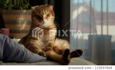A fluffy tabby cat sitting upright on a bed, looking directly at the camera with an inquisitive expression. 119547608