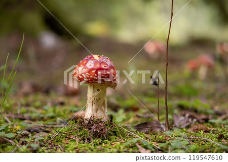 Autumnal background. Amanita muscaria mushroom in a forest. Harvest fungi. Fly agaric, wild poisonous red mushroom against a brown fallen leaves. Fall season. Red-headed hallucinogenic toxic fungus. 119547610
