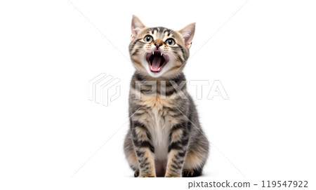 Close-up expressive tabby cat open mouth white background, domestic feline communication behavior illustration, animal emotion expression photography, cute pet portrait Close-up expressive tabby cat open mouth white background, domestic feline communication behavior illustration, animal emotion expression photography, cute pet portrait 119547922