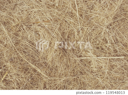 Wheat dry straw texture background, beveled wheat, cereal crops, top view 119548013