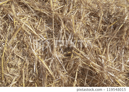 Wheat dry straw texture background, beveled wheat, cereal crops, top view 119548015
