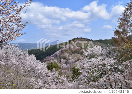 Nara, Yoshino, Shimosenbon Cherry Blossoms 119548146