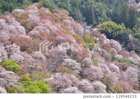 Nara, Yoshino Nakasenbon Cherry Blossoms 119548153