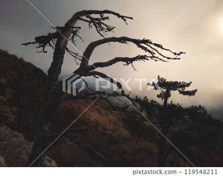 Silhouette of tree on mountainside with foggy weather. Silhouette of tree on mountainside with foggy weather. 119548211