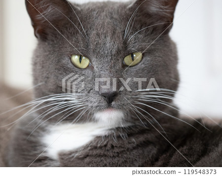 Cat Portrait. Happy Feline Looking Up. Surprised Adorable Gray Cat with Silly Face on a light Background. Poster Placard Design Horizontal. Copy Space for Text, Logo. For Ad Promo. Goods For Pets Cat Portrait. Happy Feline Looking Up. Surprised Adorable Gray Cat with Silly Face on a light Background. Poster Placard Design Horizontal. Copy Space for Text, Logo. For Ad Promo. Goods For Pets 119548373