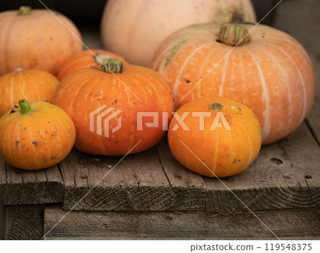 Array of Assorted Pumpkins Arranged on a Rustic Wooden Background. Home entrance decorated for autumn. Autumnal festivities decor of exterior building. Old rural house. pumpkins in various sizes. 119548375