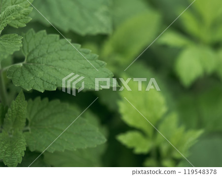 Lemon balm and Mint growing abundant in a garden bed. Mentha Fresh leaves background Closeup Top view. Plant Organic Ingredient for lemonade, mojito. Herbs for brewing beautiful aromatic medicinal tea Lemon balm and Mint growing abundant in a garden bed. Mentha Fresh leaves background Closeup Top view. Plant Organic Ingredient for lemonade, mojito. Herbs for brewing beautiful aromatic medicinal tea 119548378