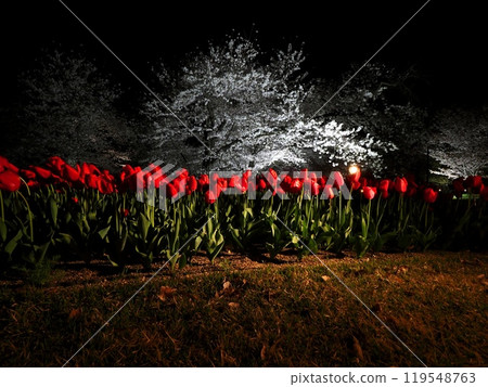 Cherry blossoms in full bloom and red tulips "Japanese Style Image" (Kyoto) Cherry blossoms in full bloom and red tulips "Japanese Style Image" (Kyoto) 119548763