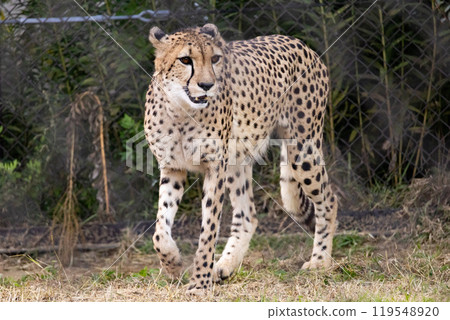 獵豹 獵豹 119548920