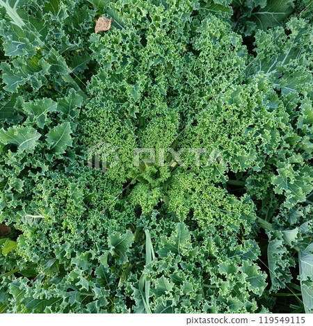 Close-up of a curly green cabbage -Brassica oleracea- with glowing leaves from the sunlight- Port Colborne, Ontario, Canada Close-up of a curly green cabbage -Brassica oleracea- with glowing leaves from the sunlight- Port Colborne, Ontario, Canada 119549115