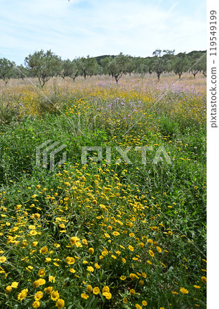 Olive trees on the island of Porquerolles 119549199