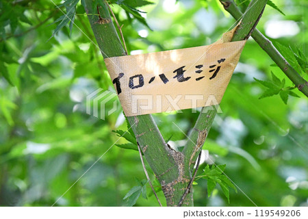 Japanese maple in a grove 119549206