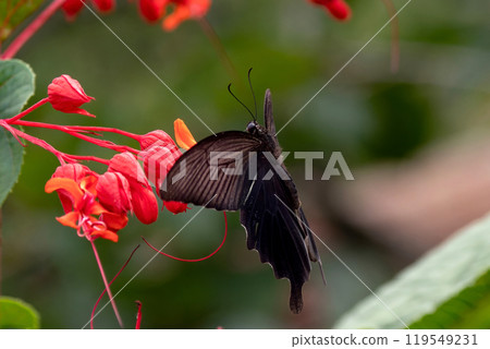 一隻雄性黑燕尾從鮮紅的 Higiri 花中吸吮花蜜 一隻雄性黑燕尾從鮮紅的 Higiri 花中吸吮花蜜 119549231