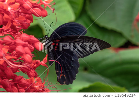 A black male swallowtail butterfly sucking nectar from a bright red hibiscus flower 119549234