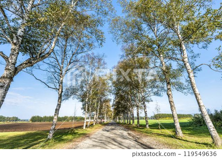 秋天的十勝牧場，白樺林蔭道，北海道音更町 119549636