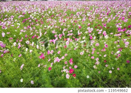  Cosmos field 119549662