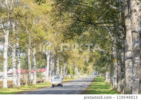 Tokachi Ranch on a clear autumn day, Birch Tree Lined Road, Otofuke Town, Hokkaido 119549813