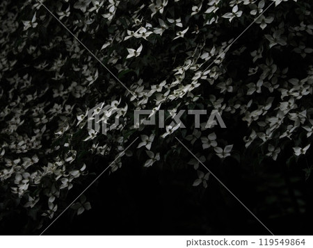 "Japanese Style Image" with white flowers in full bloom (Kyoto) 119549864