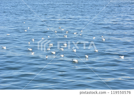 A flock of seagulls flying over the sea A flock of seagulls flying over the sea 119550576