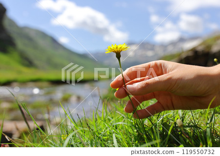 Woman hand touching a flower in the mountain 119550732